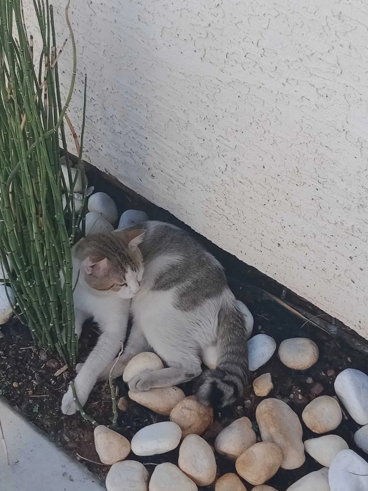 Lost cat in Las Vegas, NV, 89130