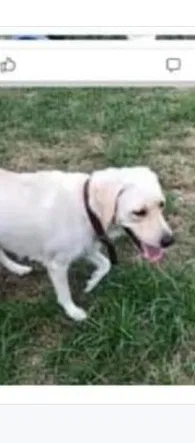 Lost dog in New Port Richey, FL, 34654