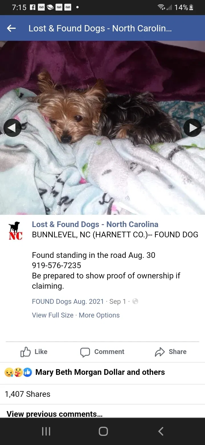 Found dog in Bunnlevel, NC, 28323