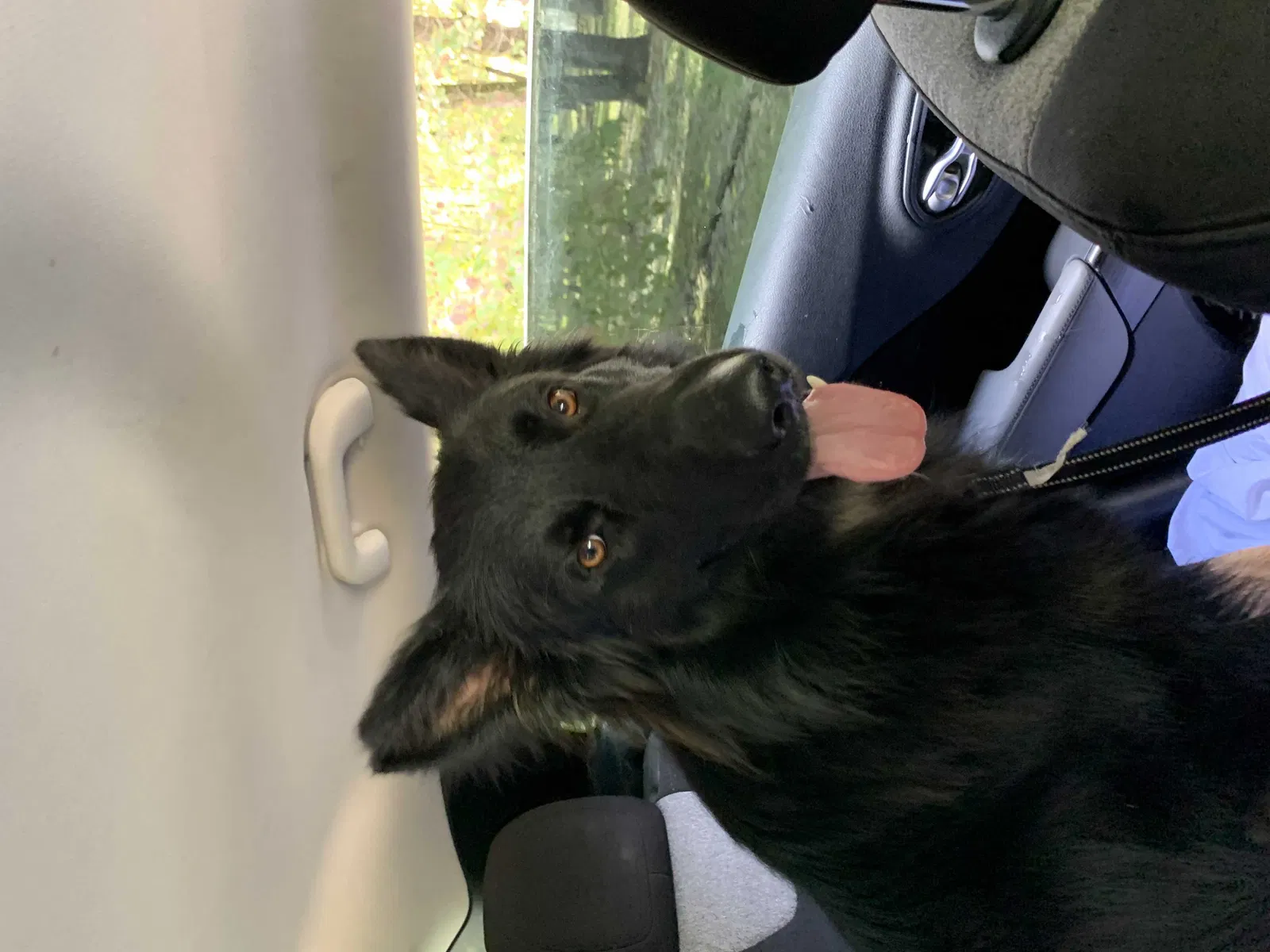 Found dog in Afton, OK, 74331