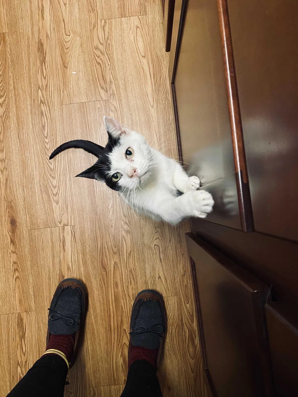 Lost cat in Buda, TX, 78610