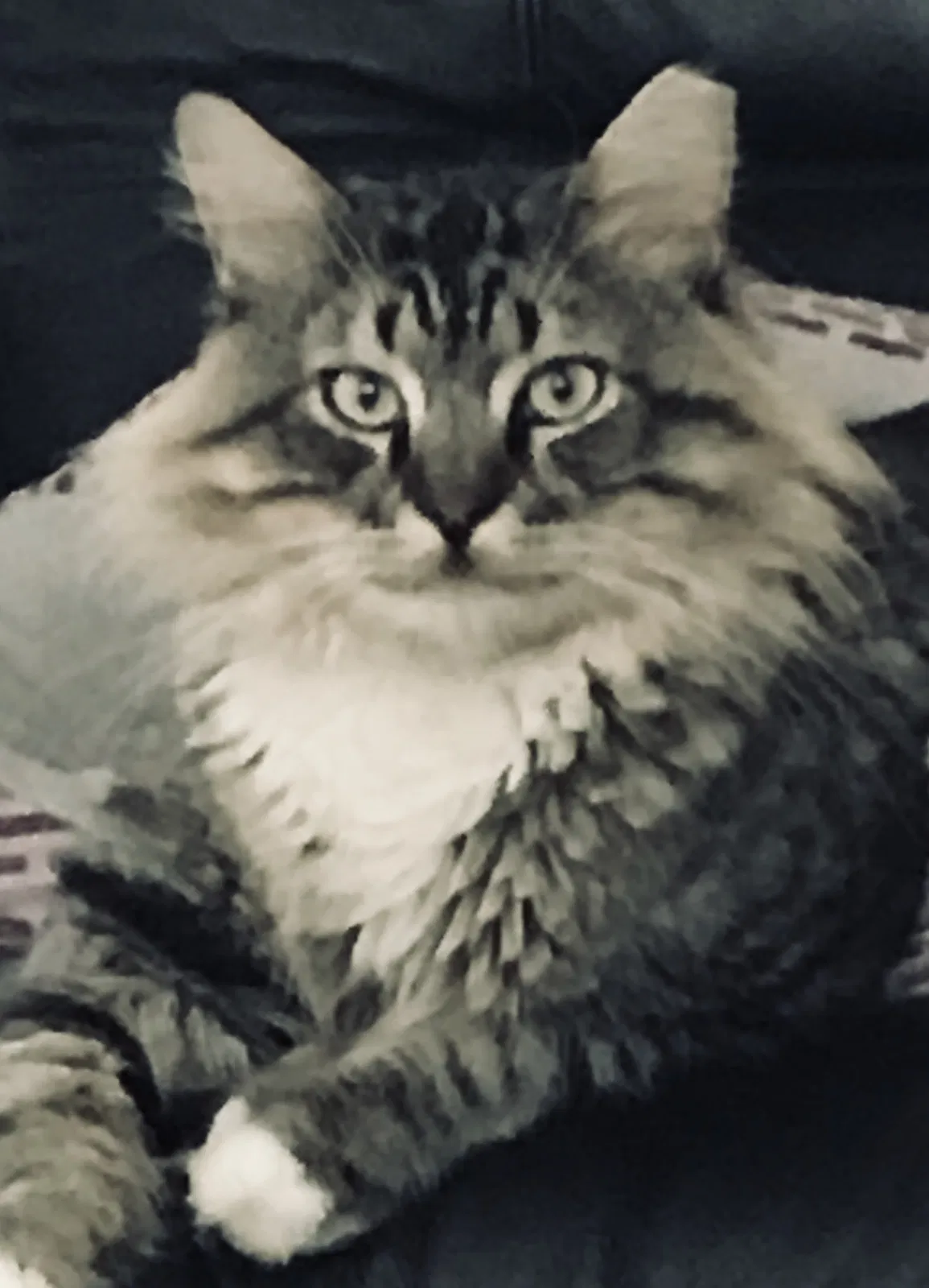 Lost cat in Melbourne, FL, 32940