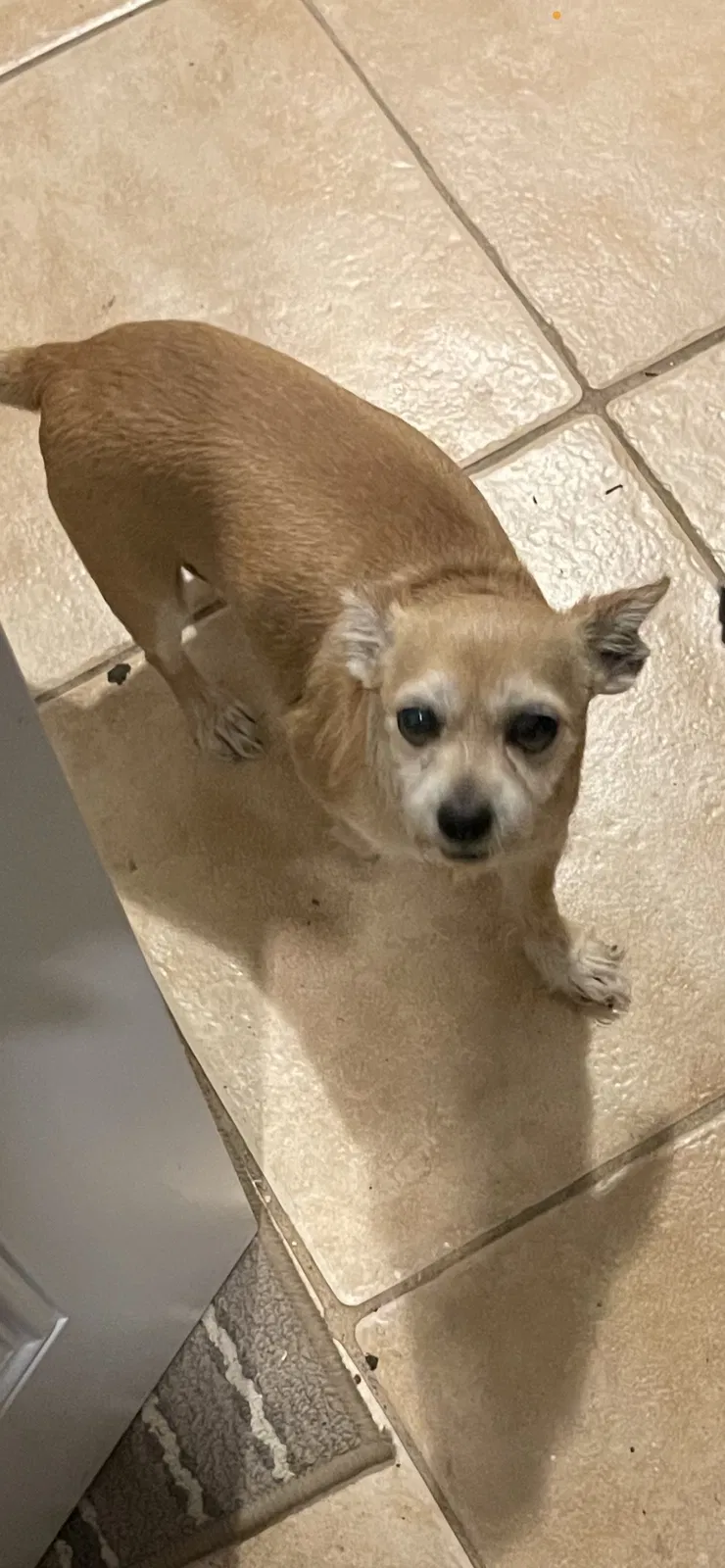 Lost dog in West Palm Beach, FL, 33407