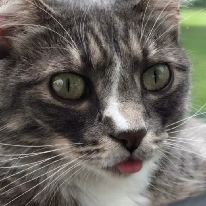 Lost cat in Cheyenne, WY, 82001