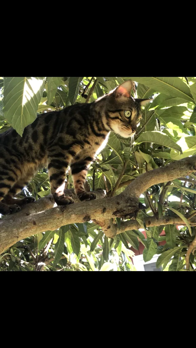 Lost cat in Windsor, CA, 95492