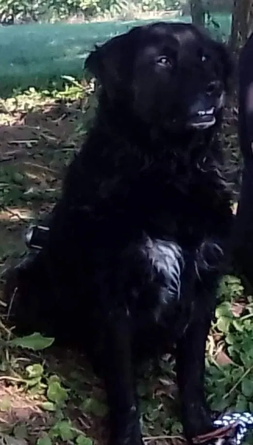 Lost dog in Johnson City, TN, 37615
