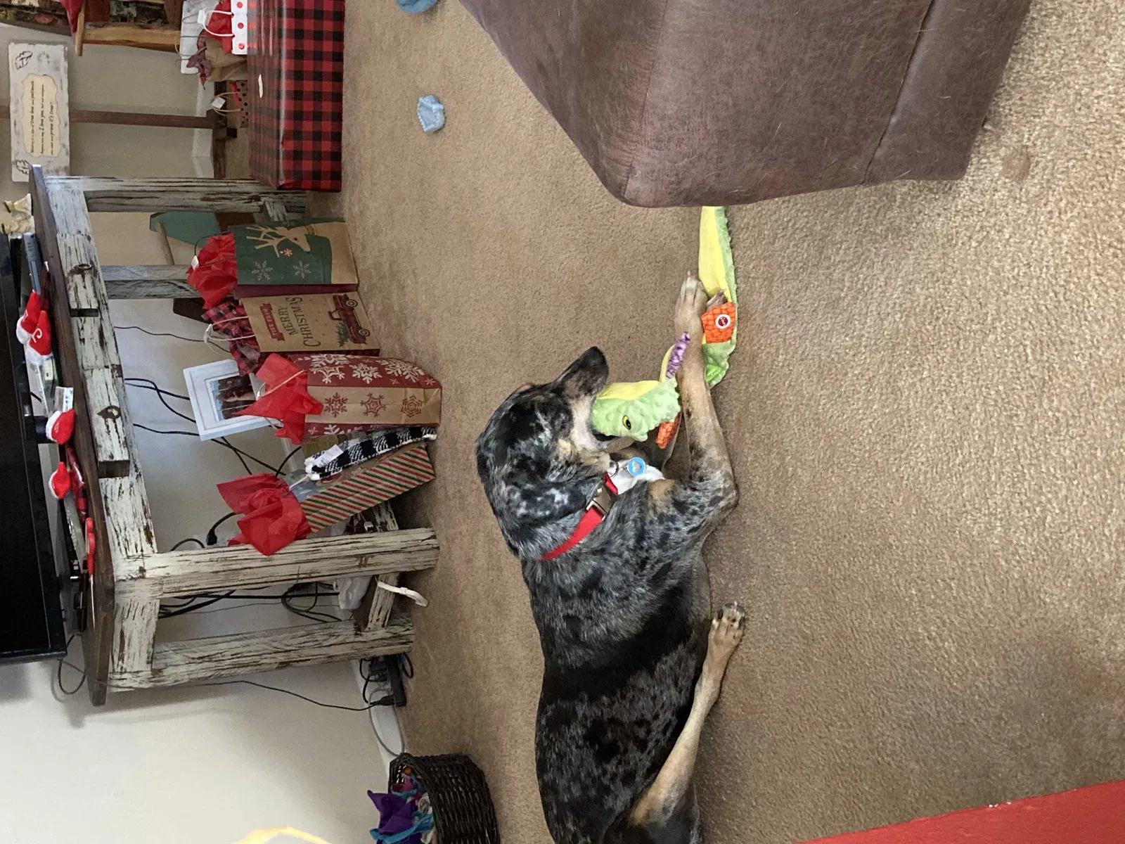 Lost dog in Tumbling Shoals, AR, 72581