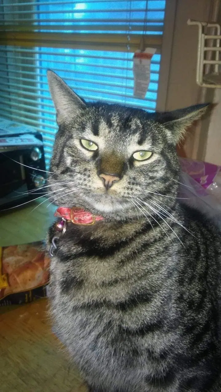 Lost cat in Ridgewood, NY, 11385