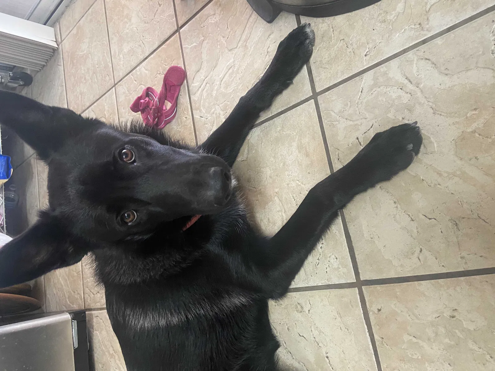 Lost dog in Las Vegas, NV, 89108