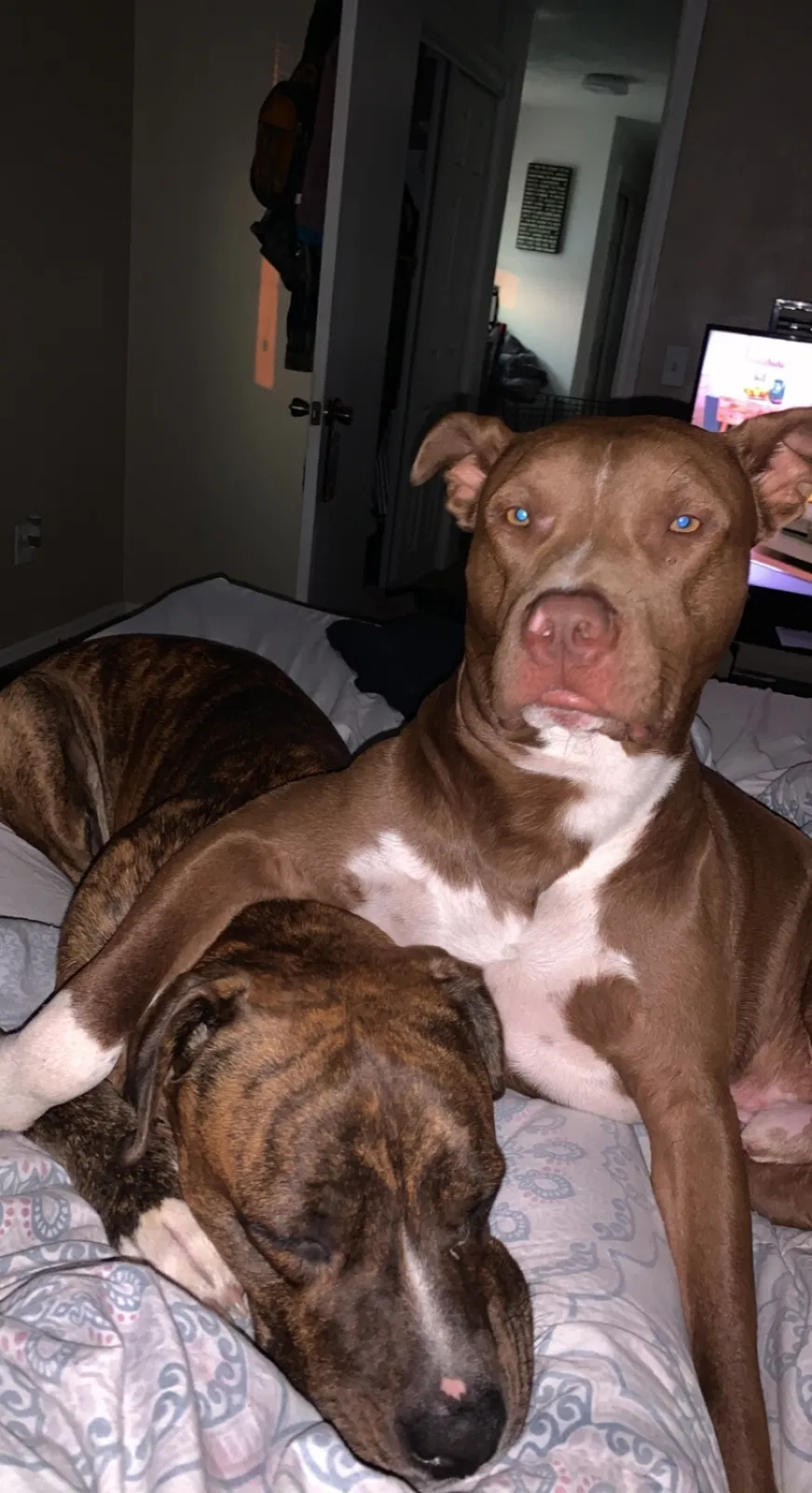 Lost dog in Oklahoma City, OK, 73115