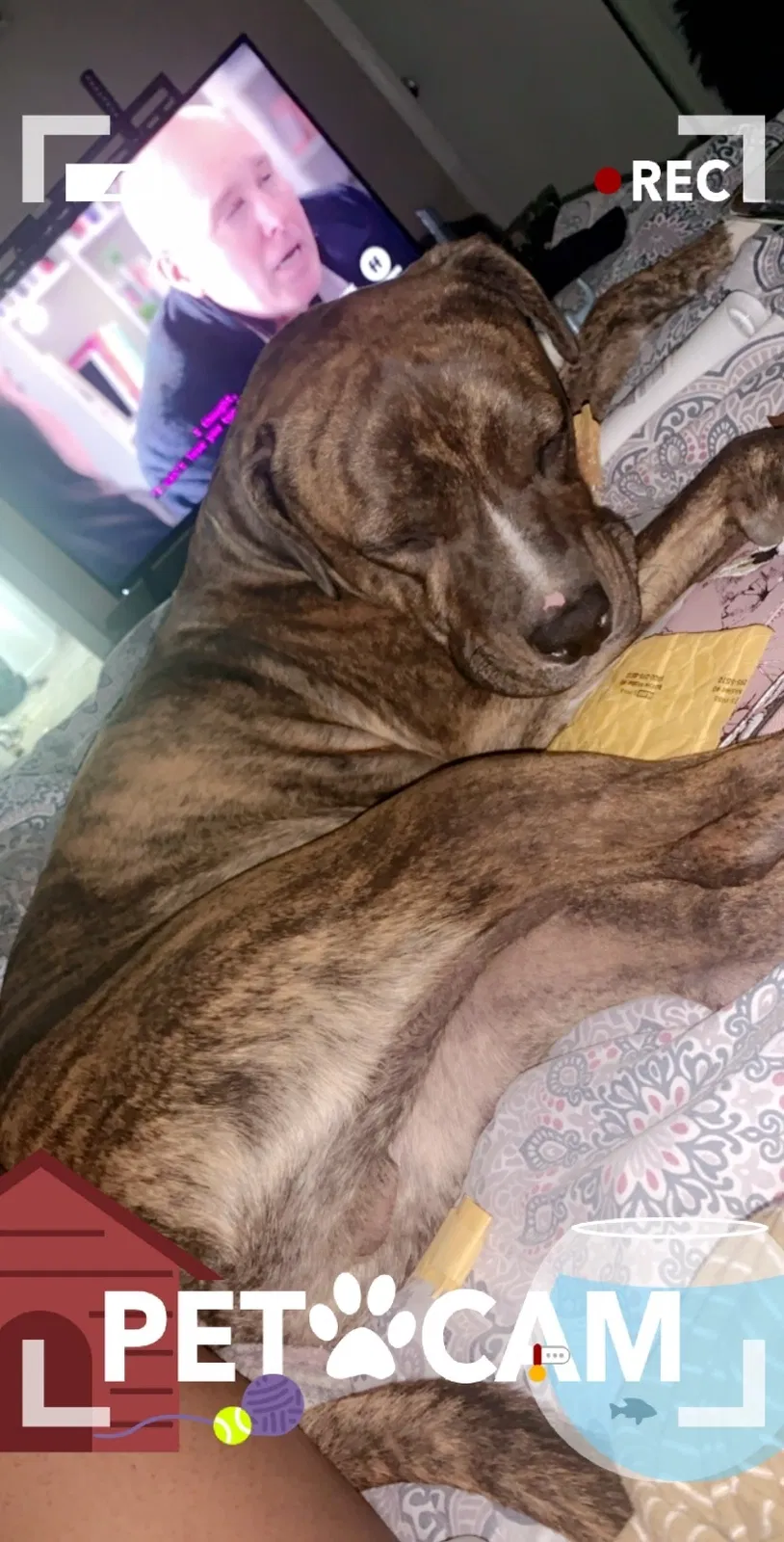 Lost dog in Oklahoma City, OK, 73115