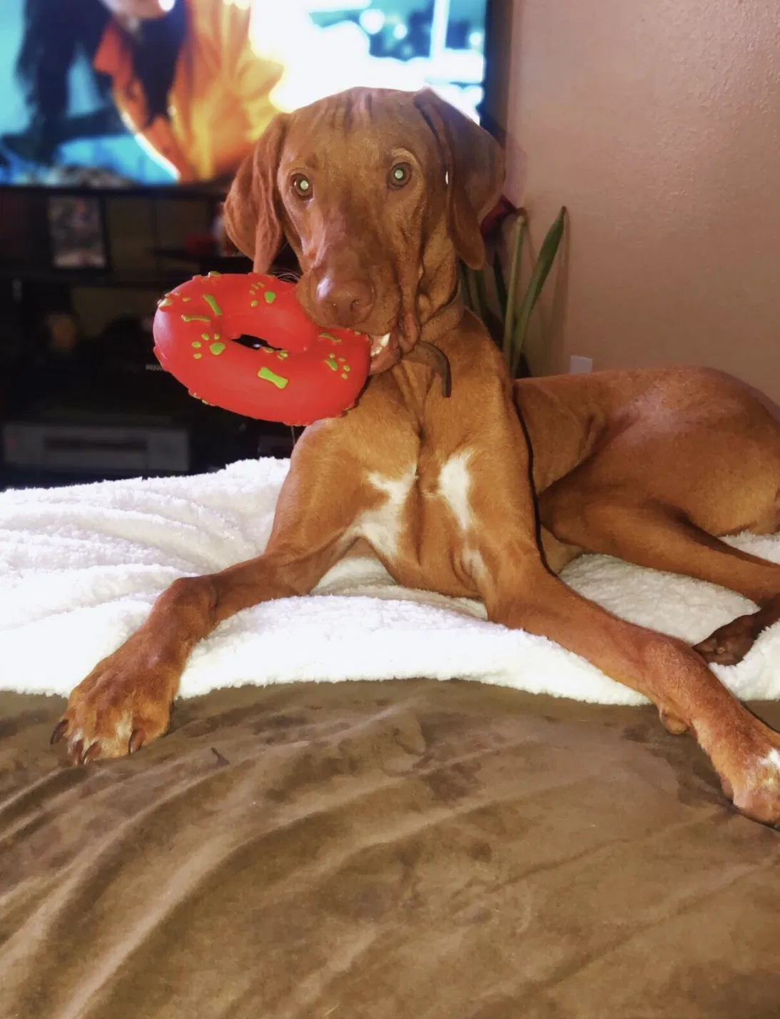 Lost dog in Las Vegas, NV, 89121