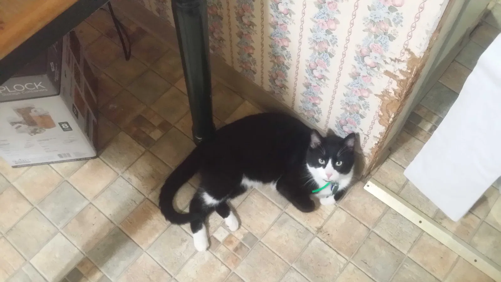 Lost cat in Red Lion, PA, 17356