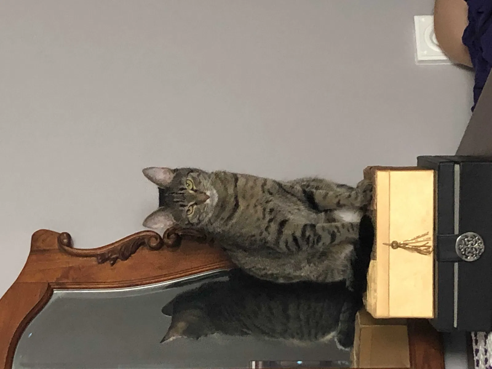 Lost cat in Hampstead, MD, 21074