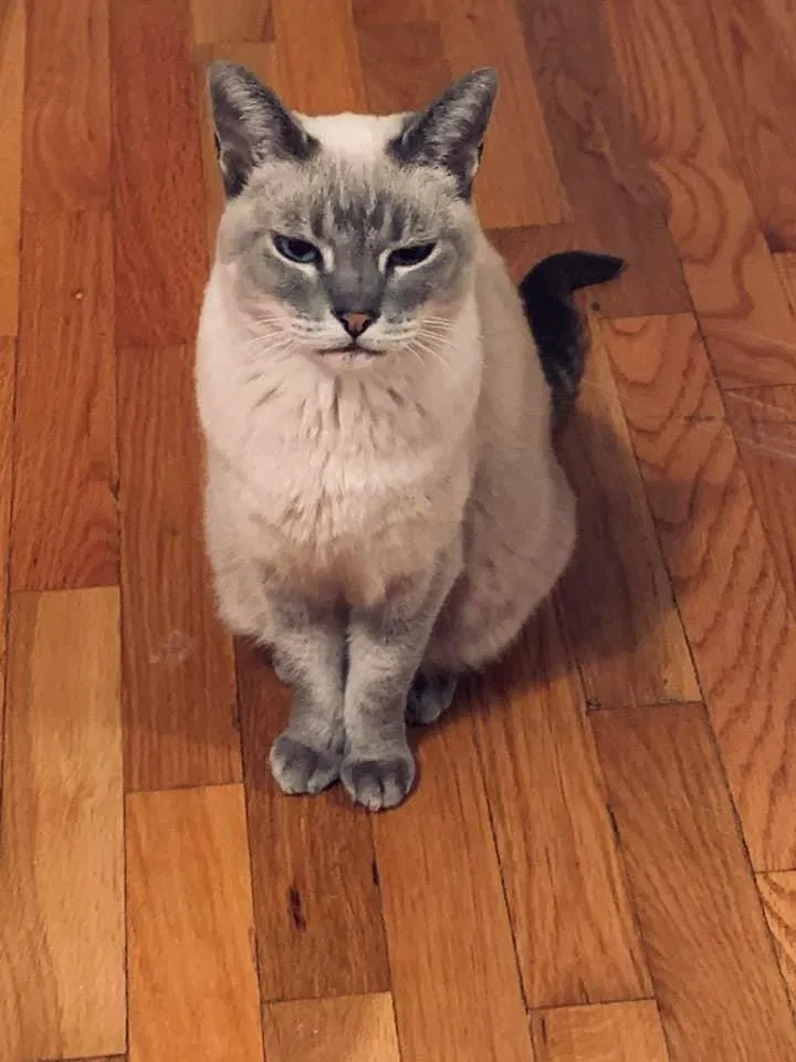 Lost cat in Denver, CO, 80219
