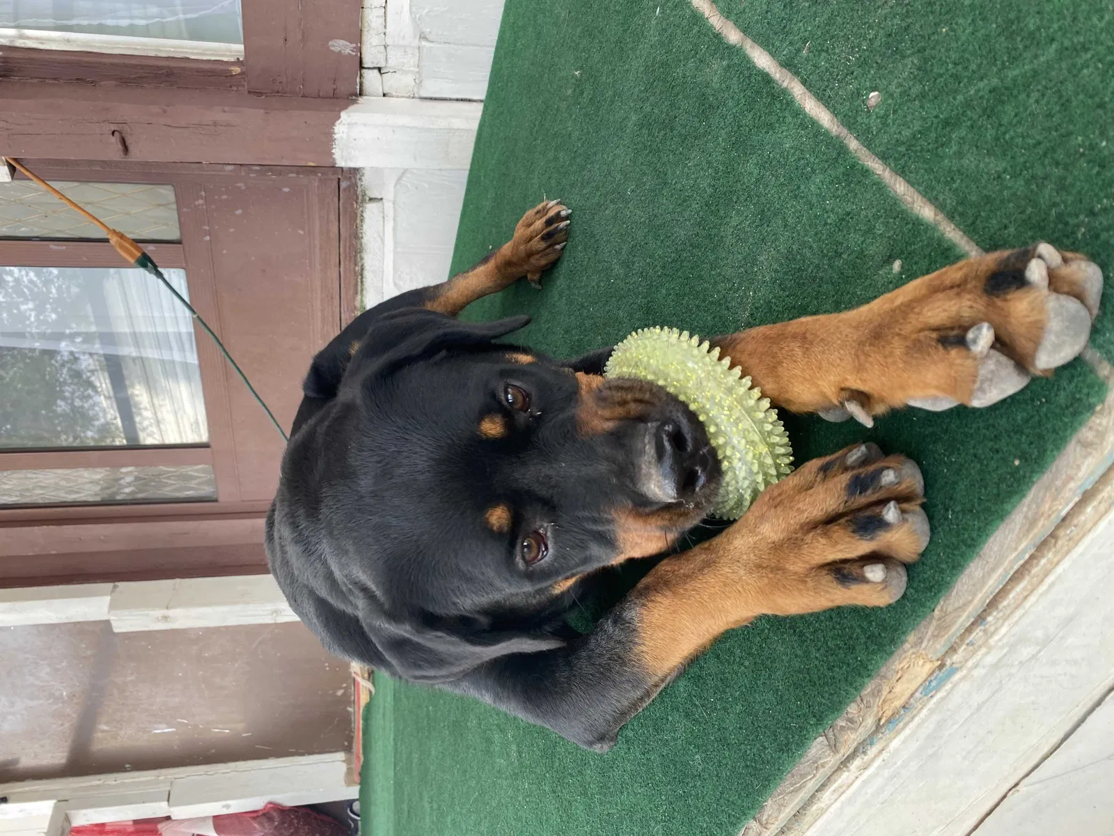 Lost dog in Belen, NM, 87002