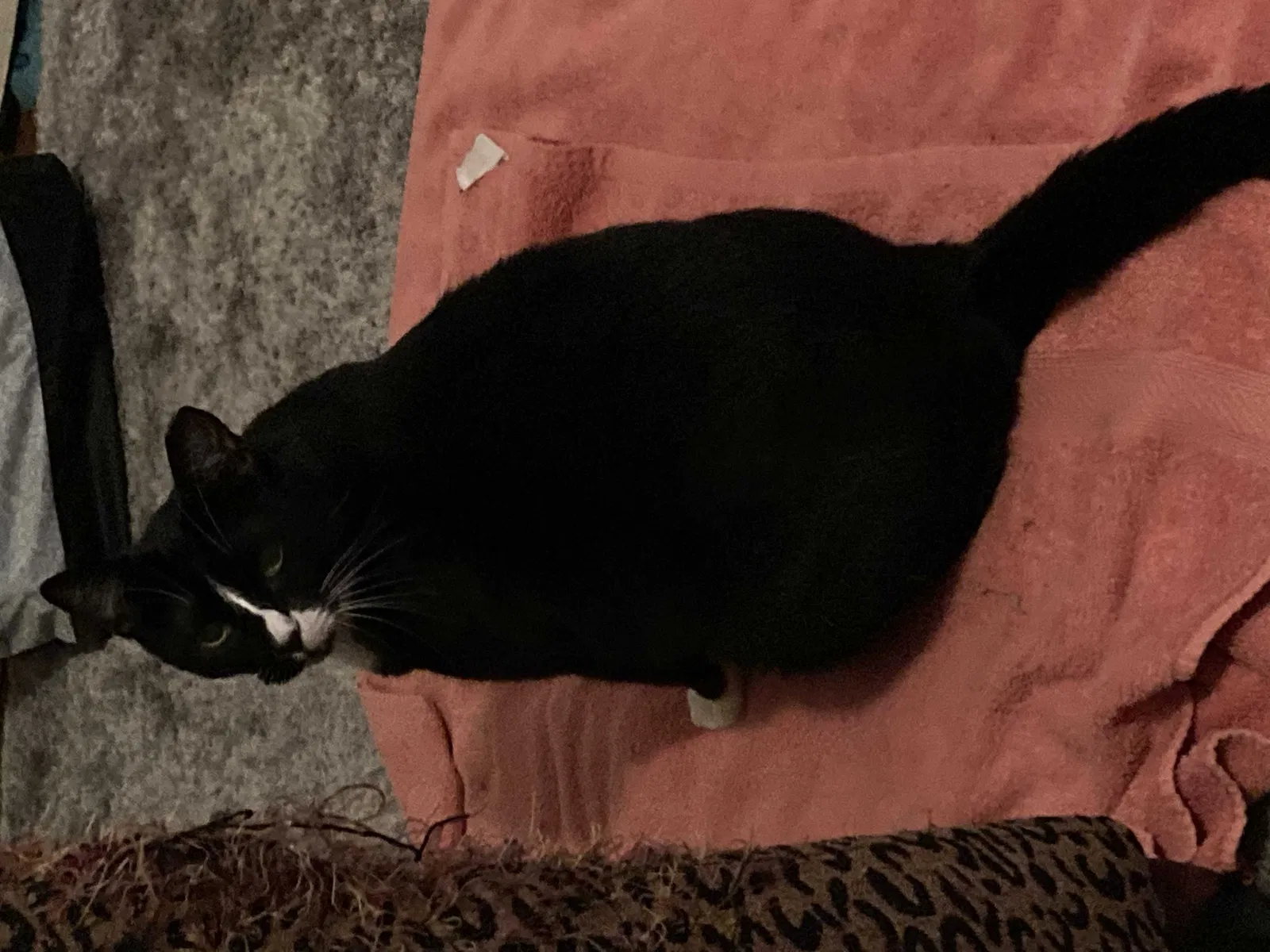 Lost cat in Austin, TX, 78752