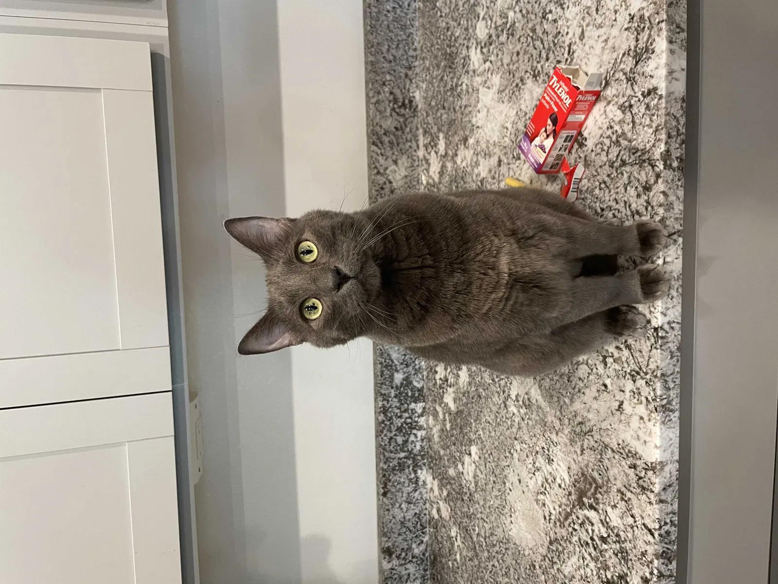 Lost cat in Buckeye, AZ, 85326