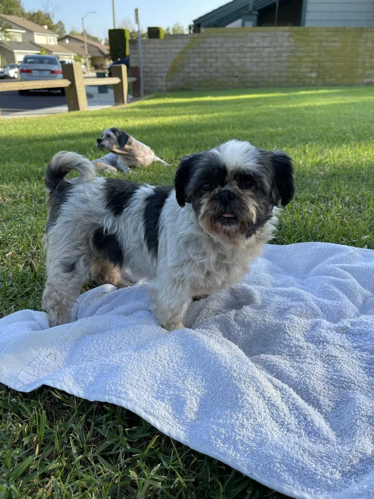 Lost dog in West Covina, CA, 91790