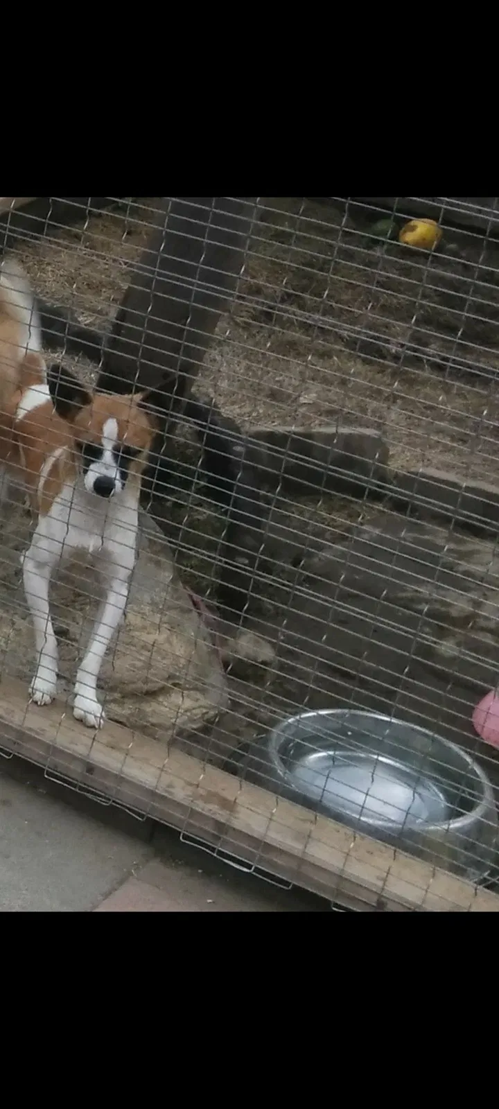 Lost dog in Pacoima, CA, 91331