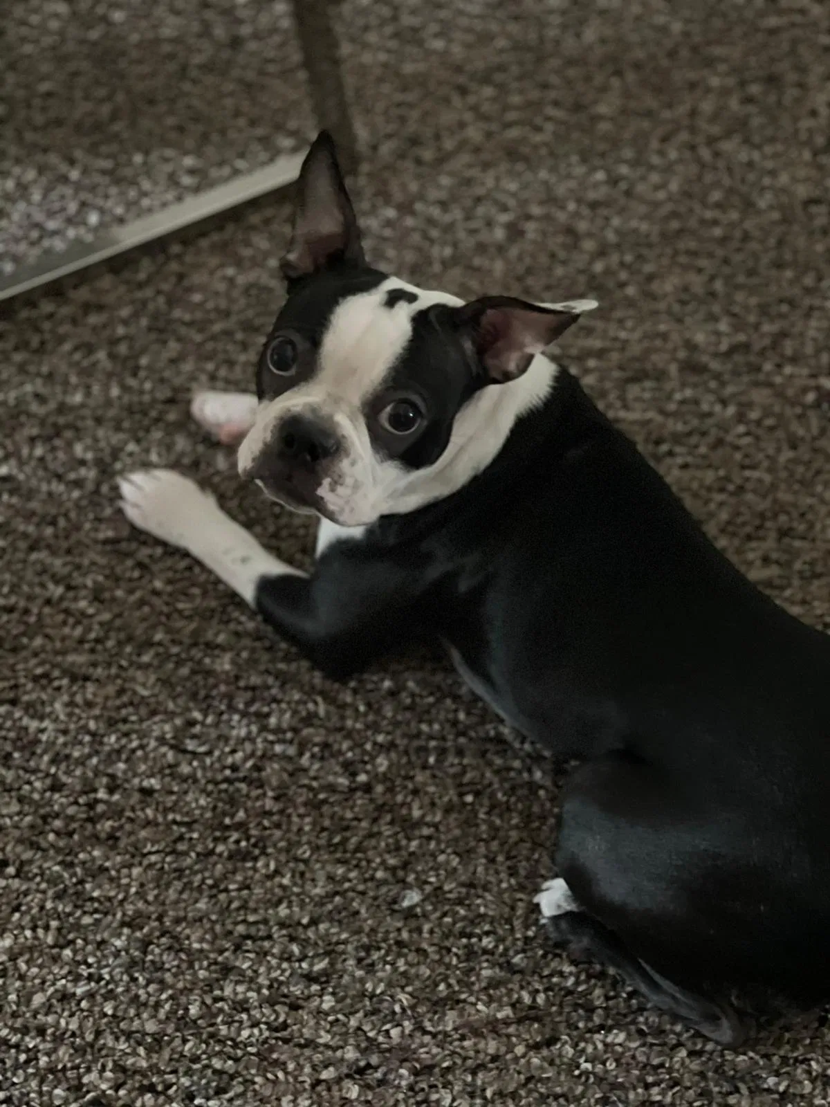 Lost dog in Kissimmee, FL, 34744
