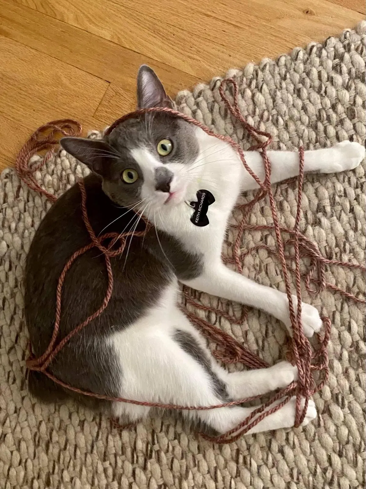 Lost cat in Denver, CO, 80236