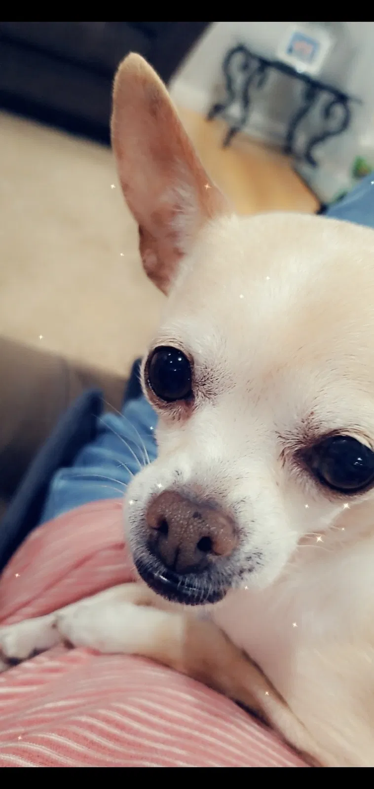 Lost dog in Dallas, TX, 75228