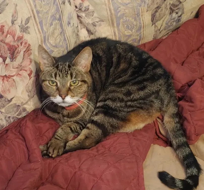Lost cat in Phoenix, AZ, 85033