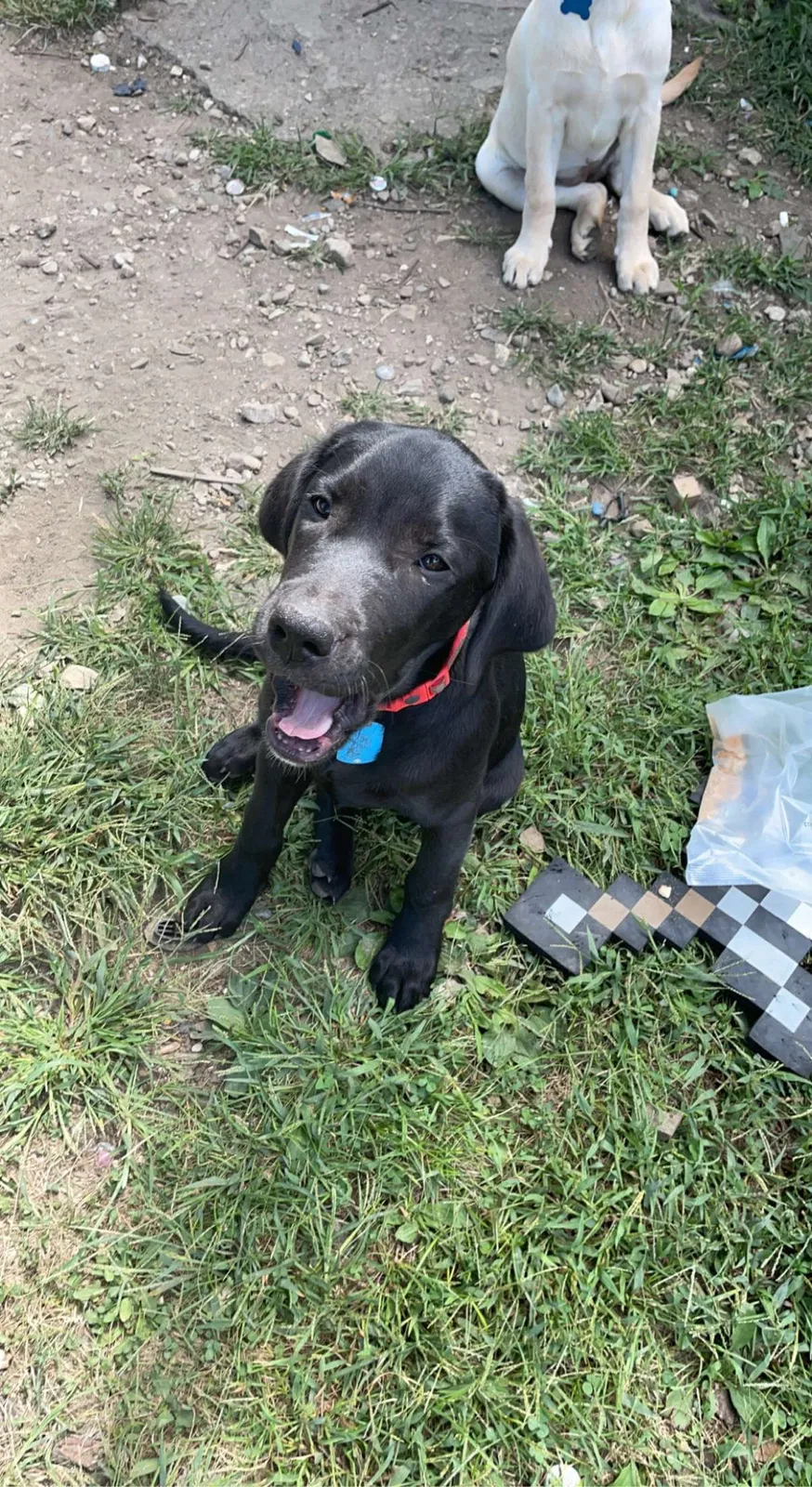 Lost dog in Indianapolis, IN, 46227