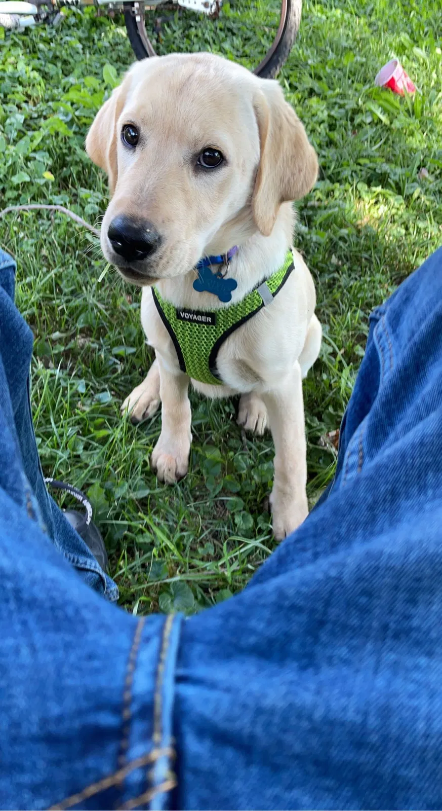 Lost dog in Indianapolis, IN, 46227