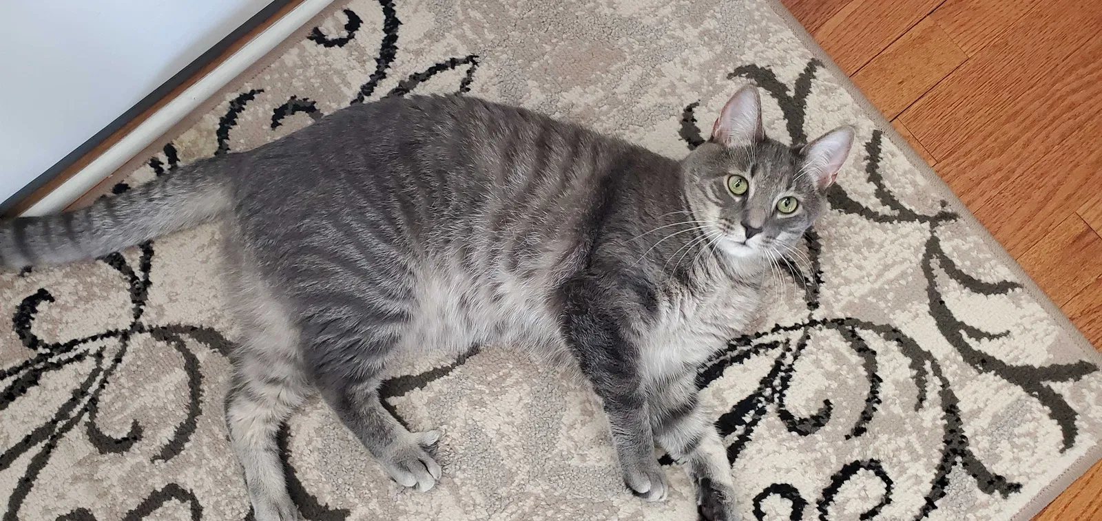 Lost cat in Red Lion, PA, 17356