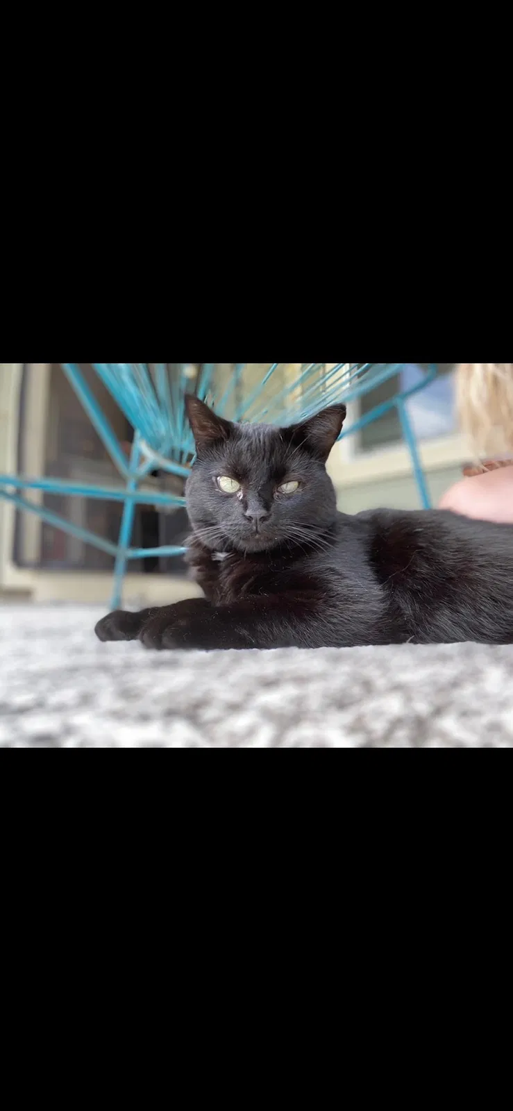 Lost cat in Austin, TX, 78729