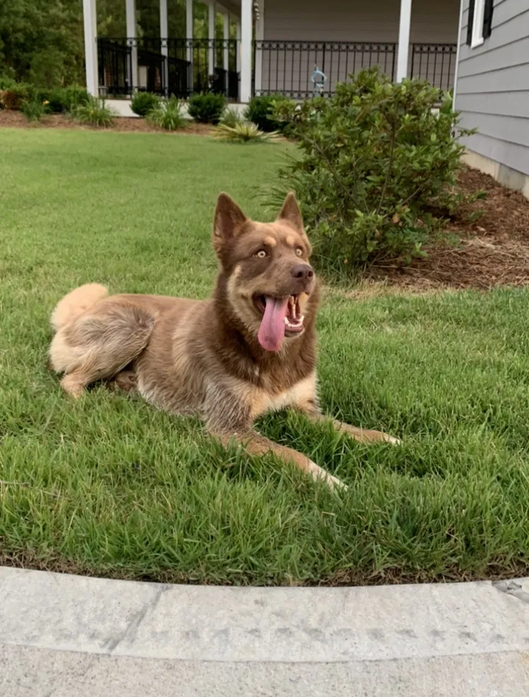 Lost dog in York, SC, 29745