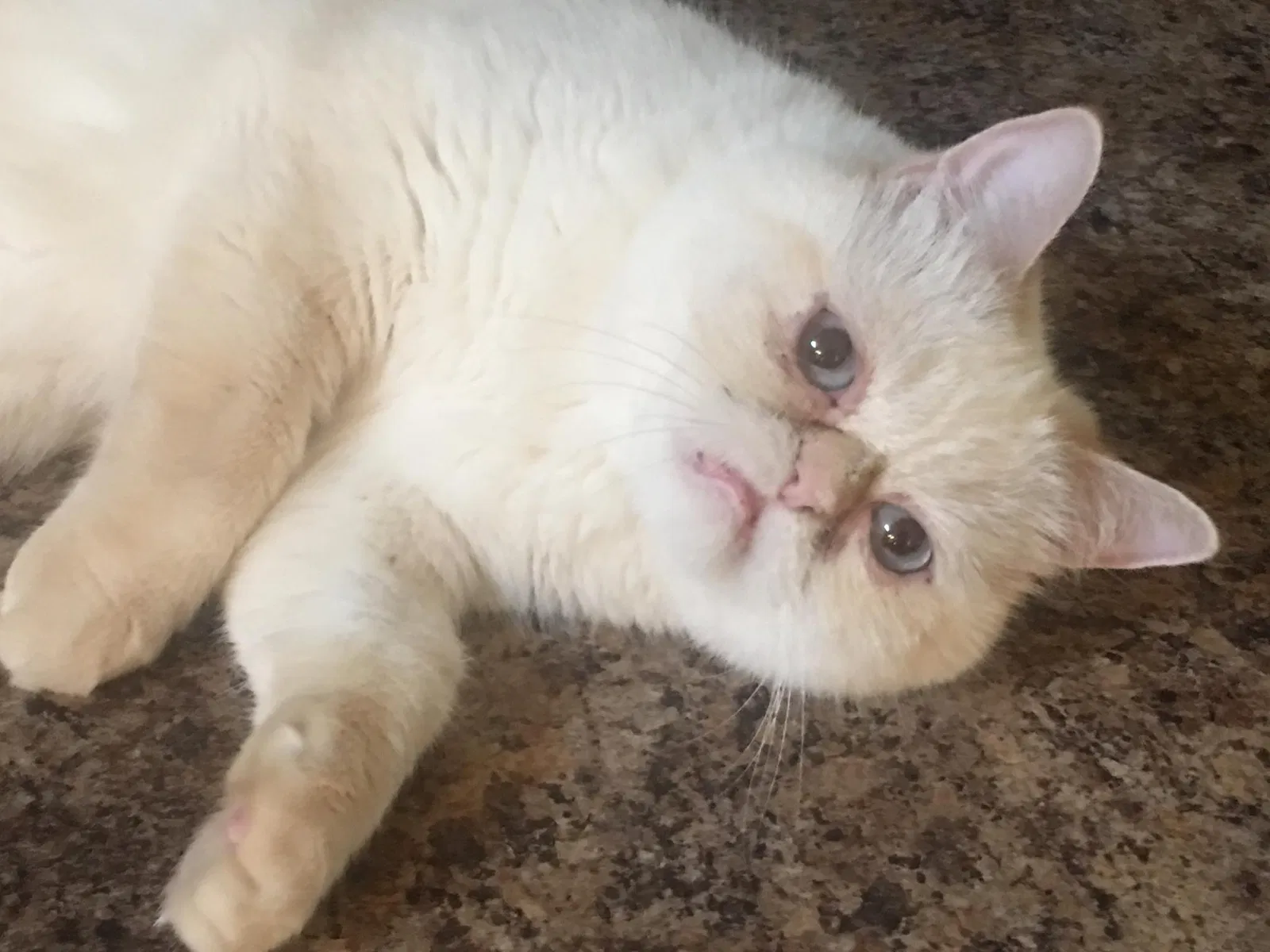 Lost cat in Thiensville, WI, 53092
