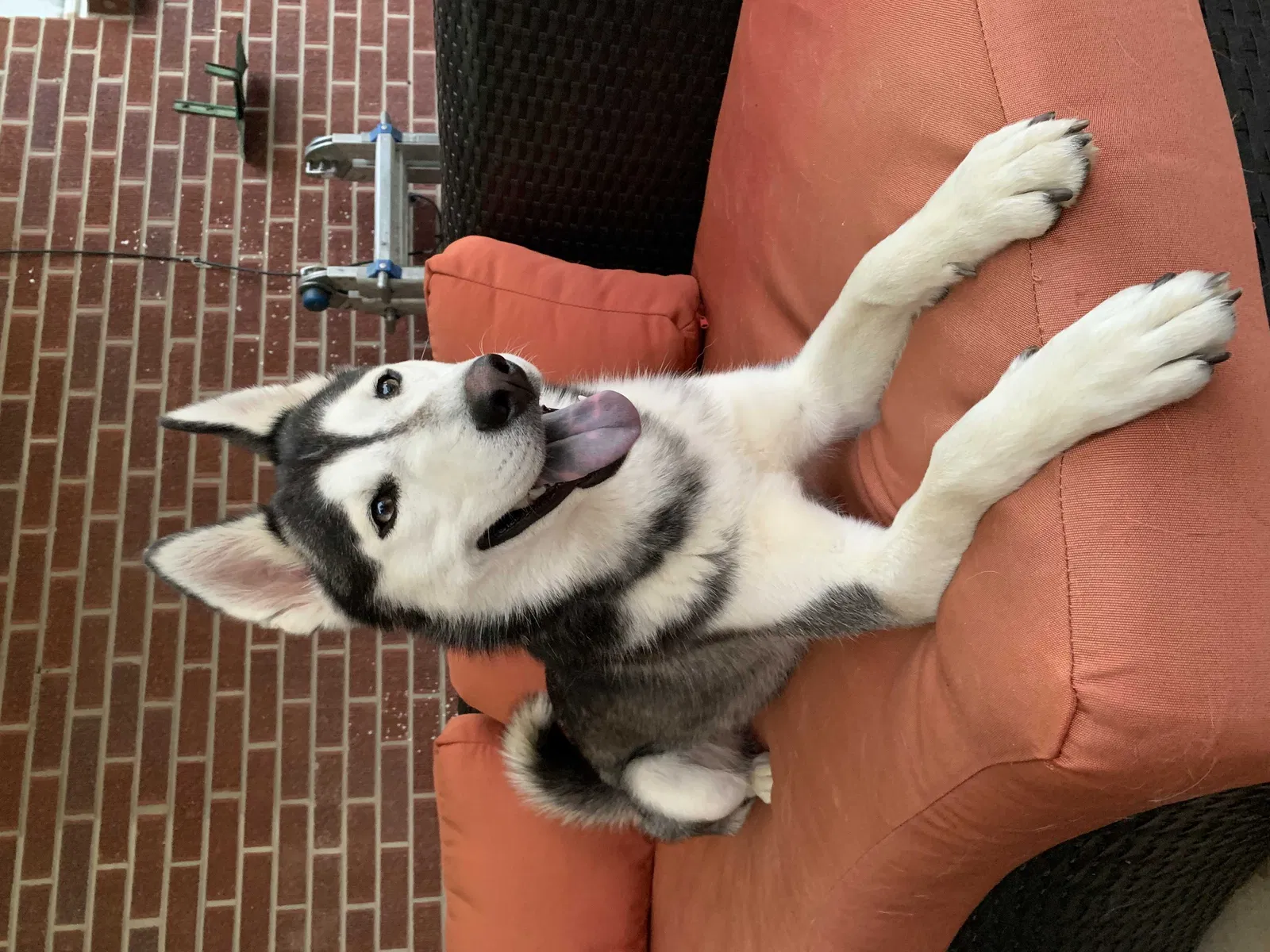 Lost dog in Denver, CO, 80221