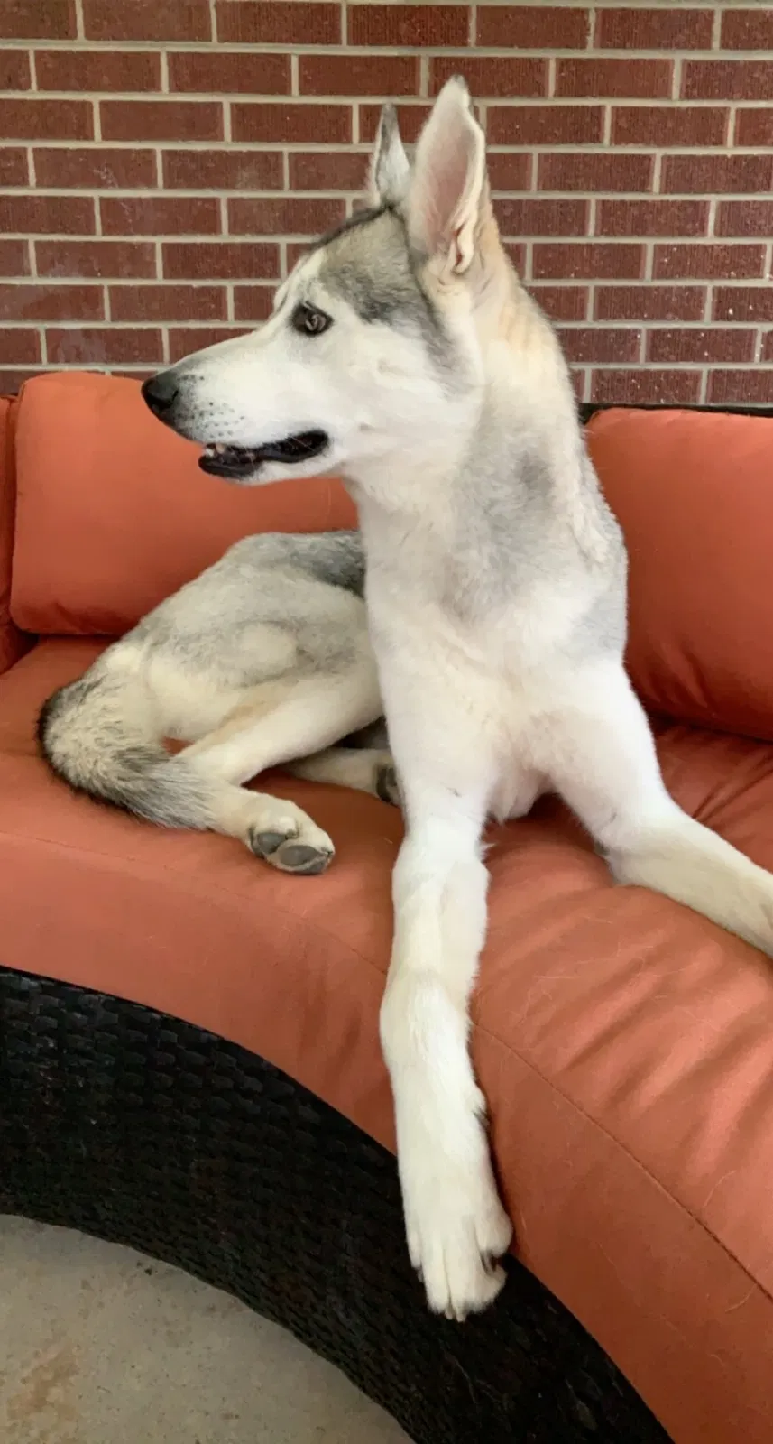 Lost dog in Denver, CO, 80221