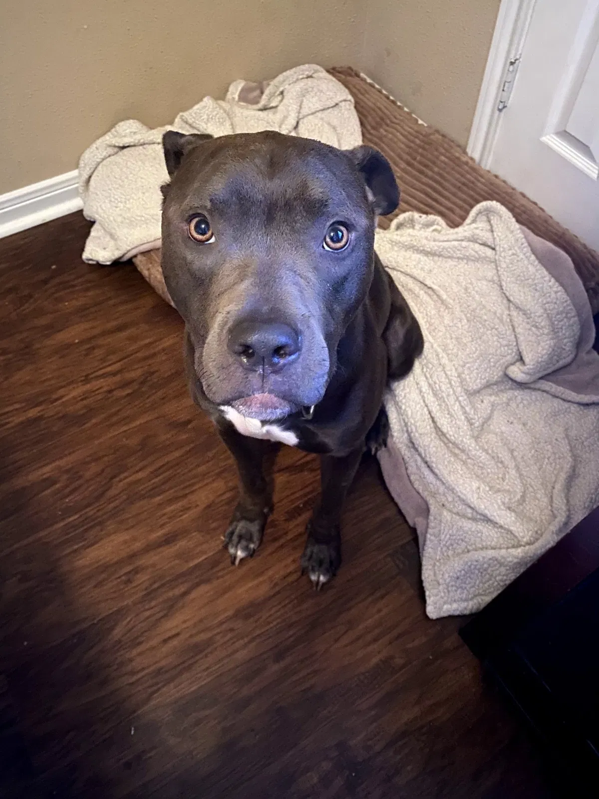 Lost dog in Houston, TX, 77083