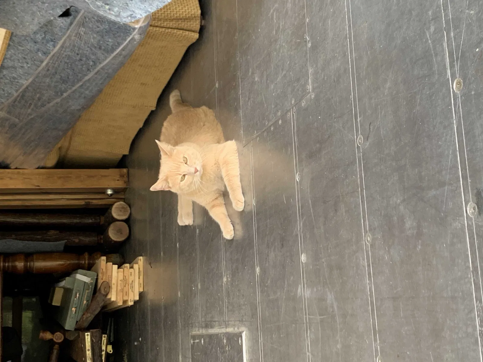 Lost cat in Littleton, CO, 80123