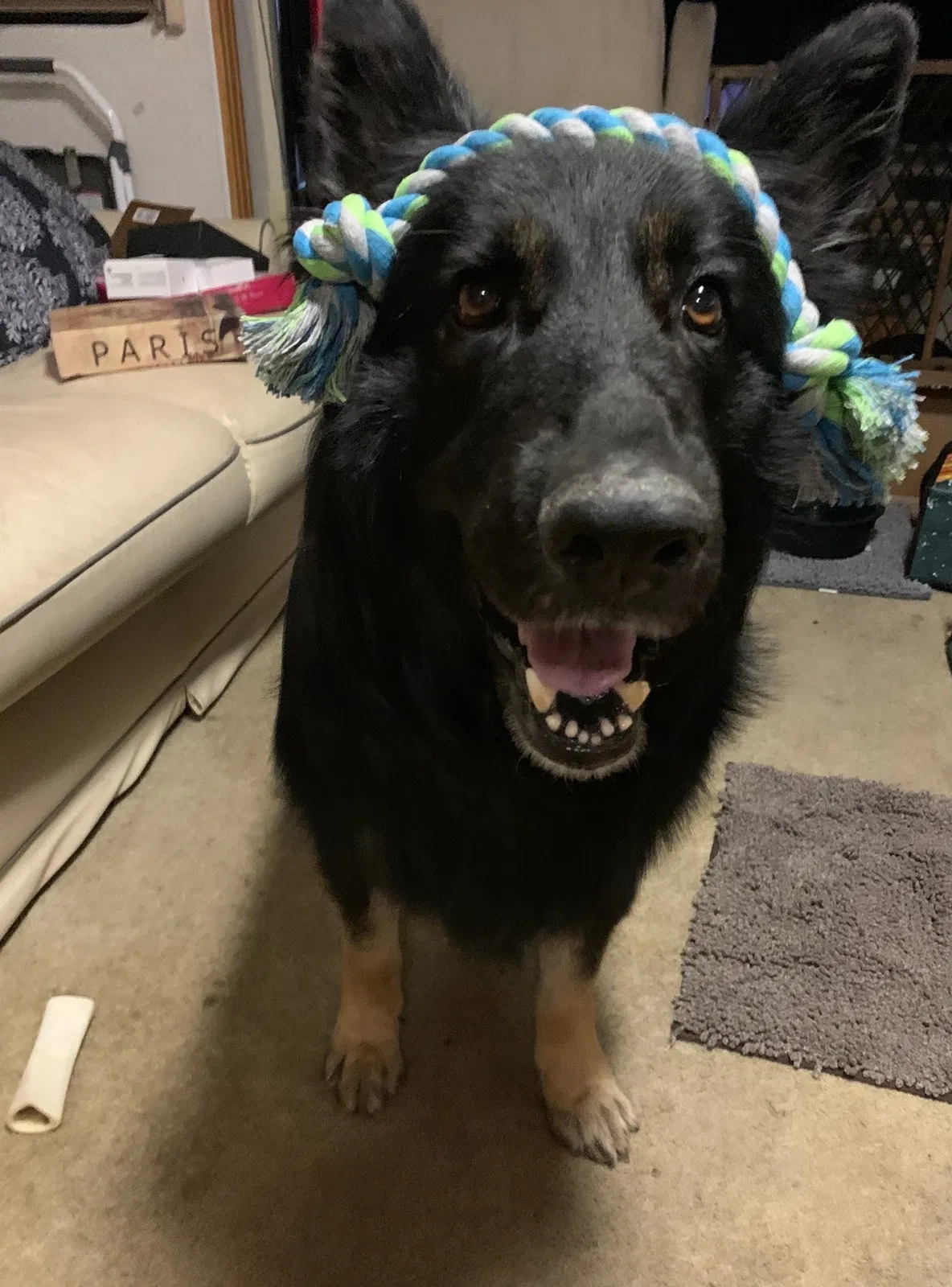 Lost dog in Sevierville, TN, 37876