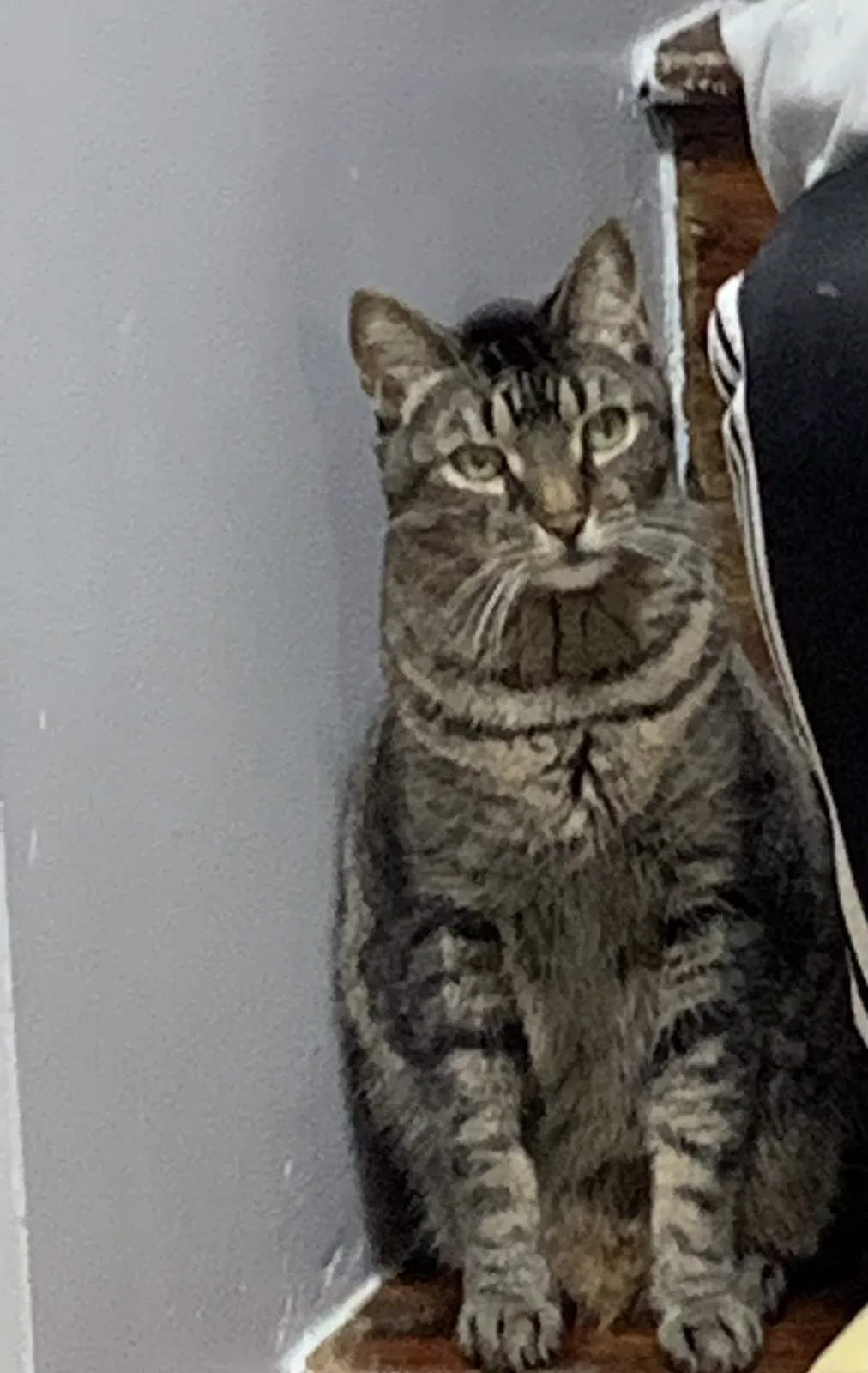 Lost cat in Bronx, NY, 10455