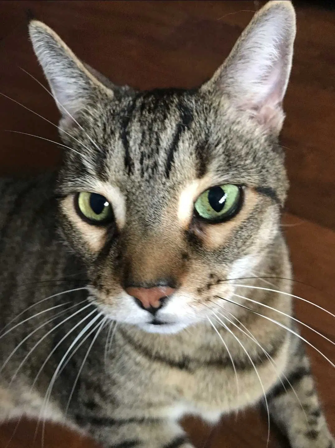 Lost cat in Hillsborough, NJ, 8844