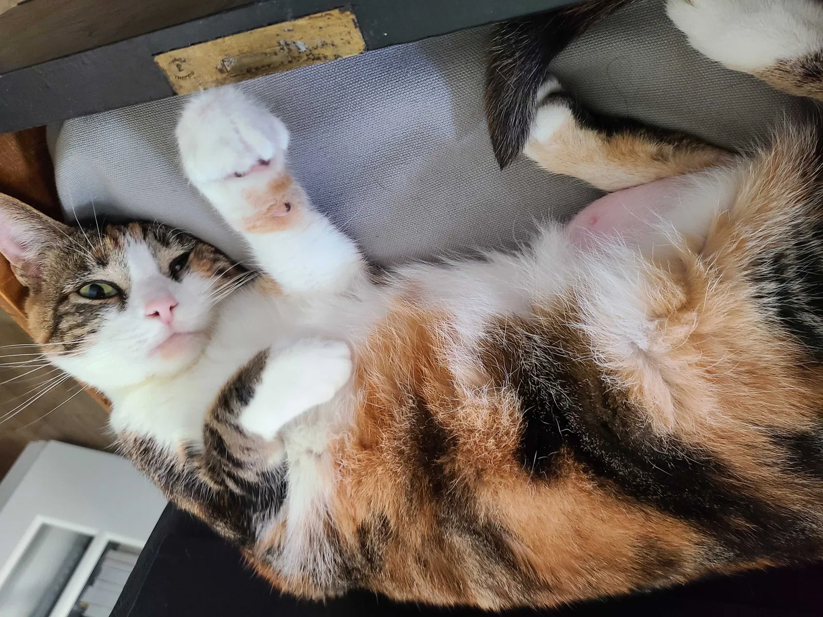 Lost cat in Pflugerville, TX, 78660