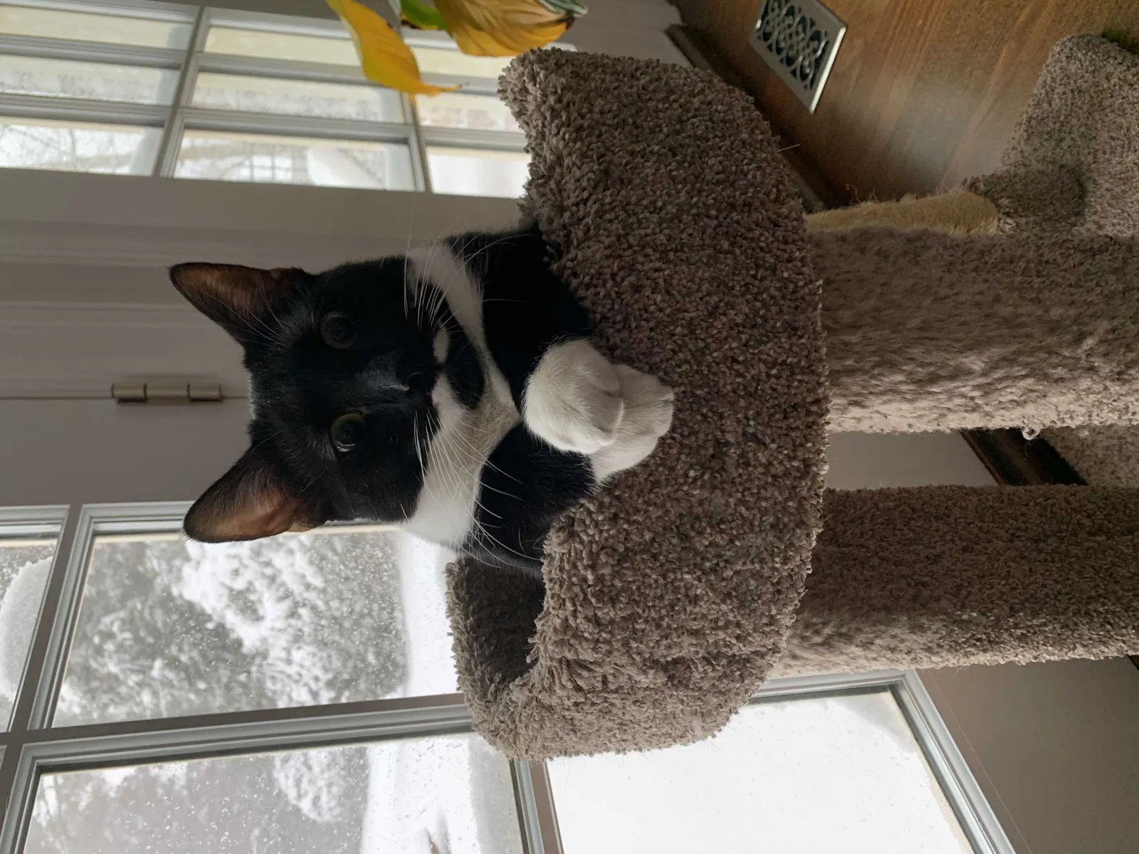 Lost cat in Oyster Bay, NY, 11771