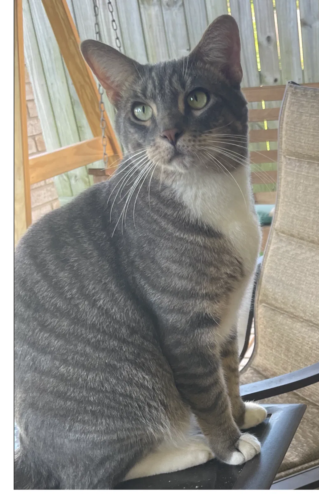 Lost cat in Pasadena, TX, 77505