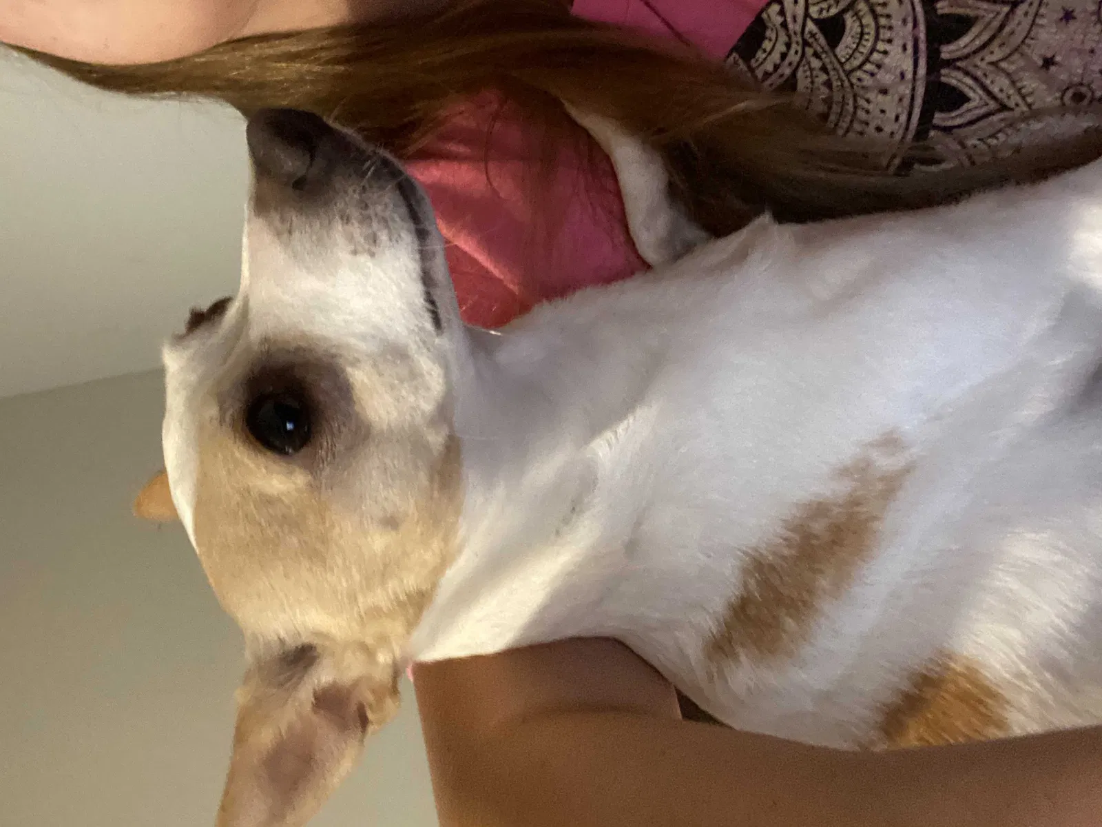 Lost dog in Smyrna, TN, 37167