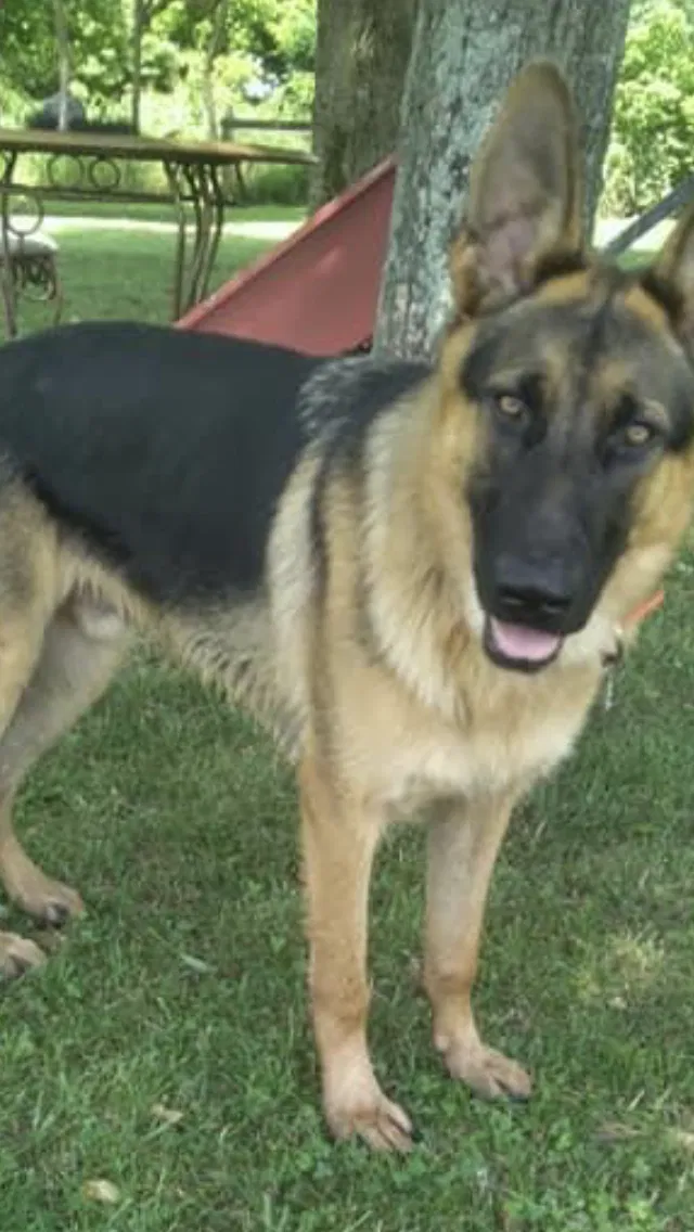 Lost dog in Ethridge, TN, 38456