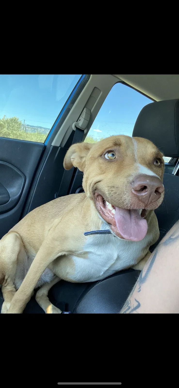 Lost dog in Albuquerque, NM, 87102