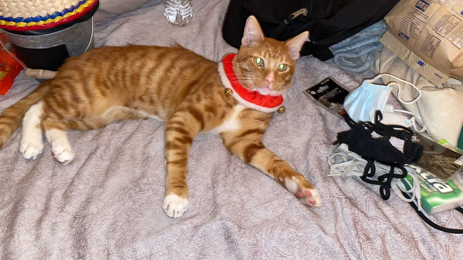 Lost cat in San Diego, CA, 92102