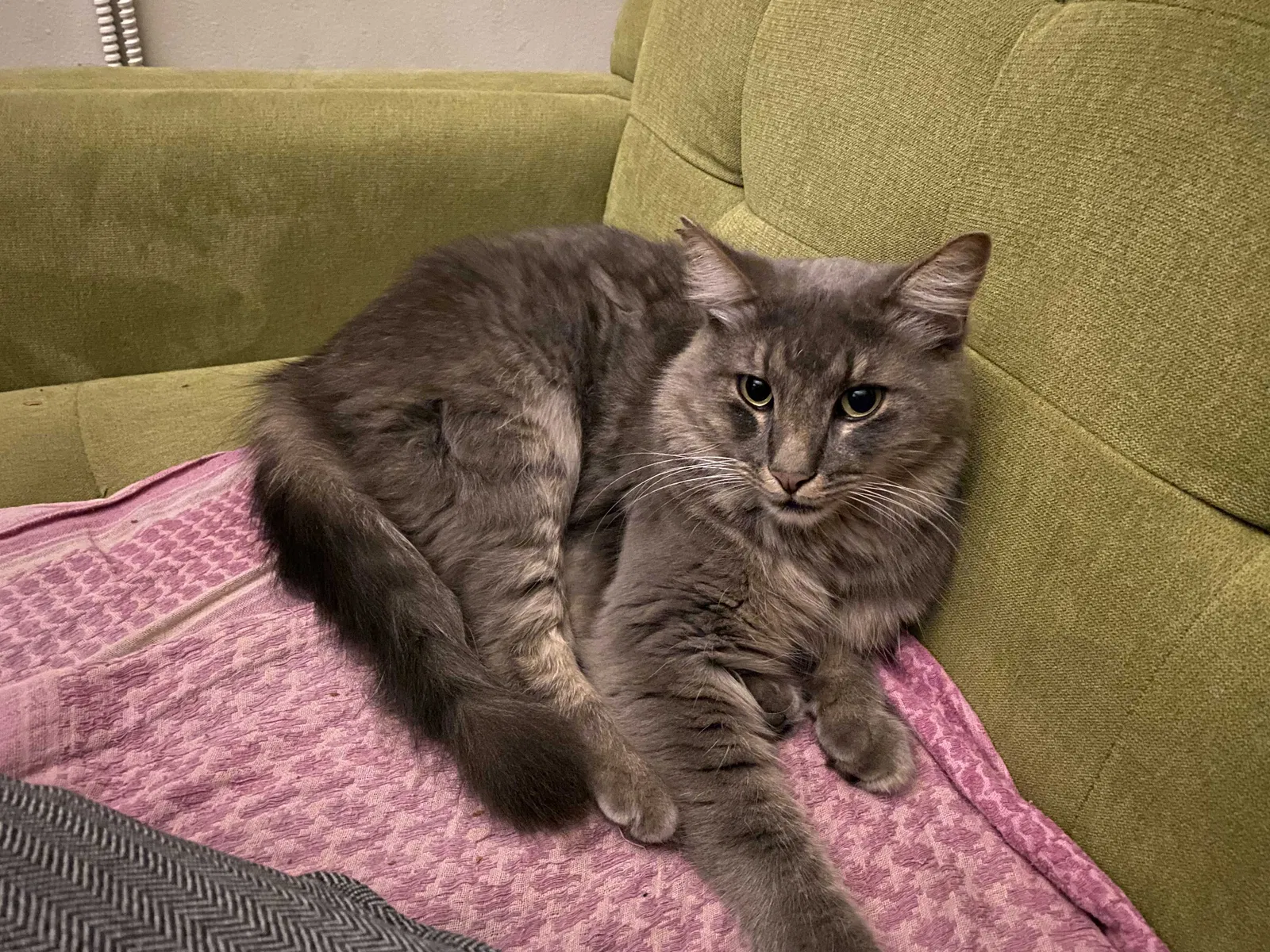 Lost cat in Pasadena, CA, 91104