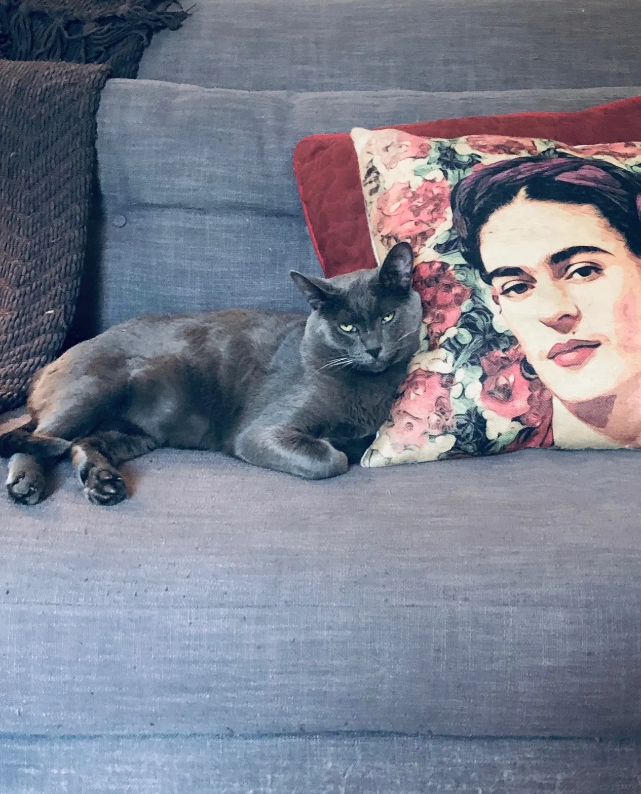 Lost cat in Dallas, TX, 75206